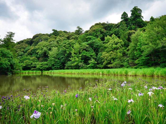Pond with Iris flowers and forest in the background