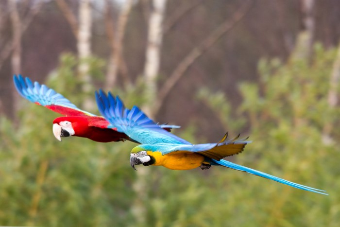 Two Macaw Parrots Flying