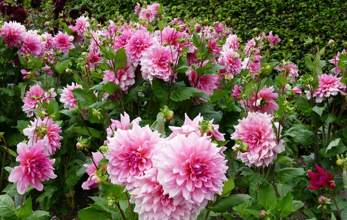 Many Pink Dahlias