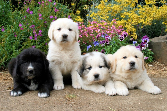 Four puppies sitting in front of flowers