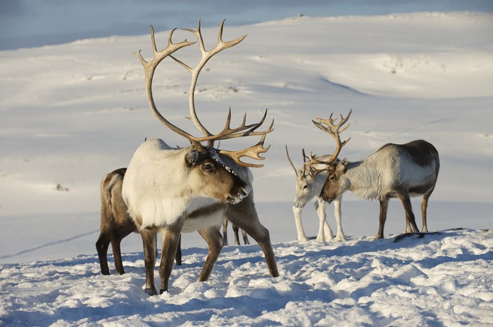 Reindeer in a Snowy Landscape