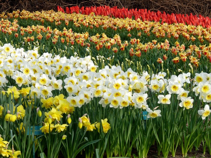 Daffodils and Tulips in a Garden