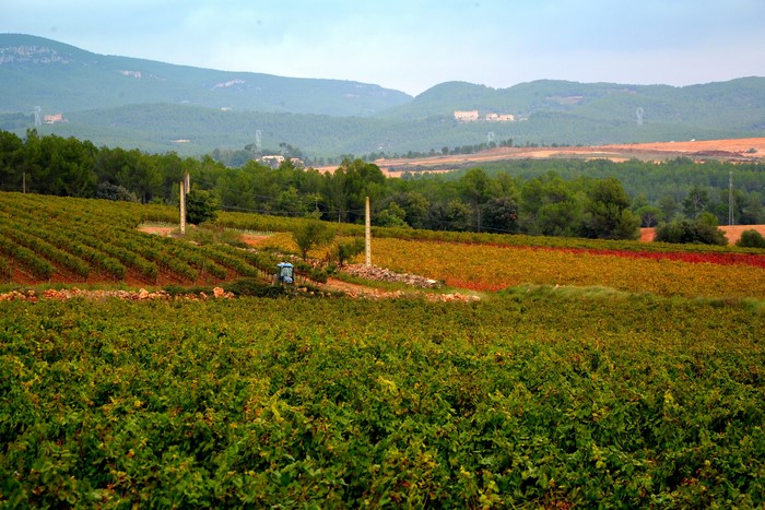 Vineyards in Catalonia, Spain