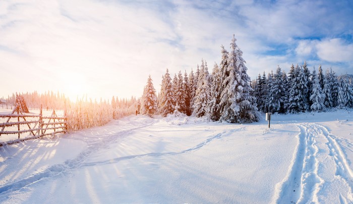 Winter forest with snow-covered spruce trees and a wooden fence