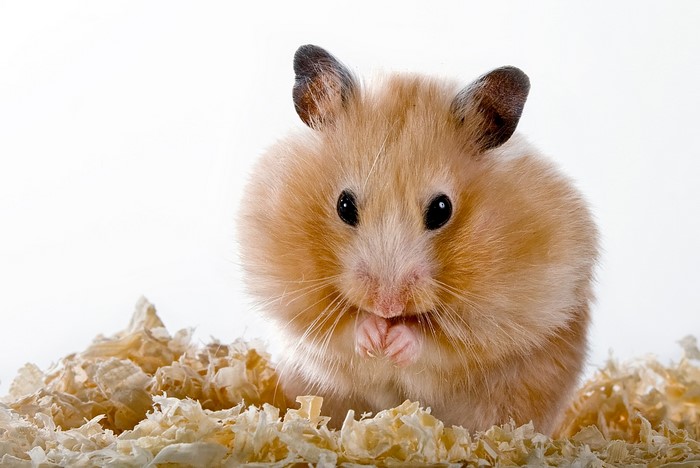 Close-up of a fluffy hamster eating