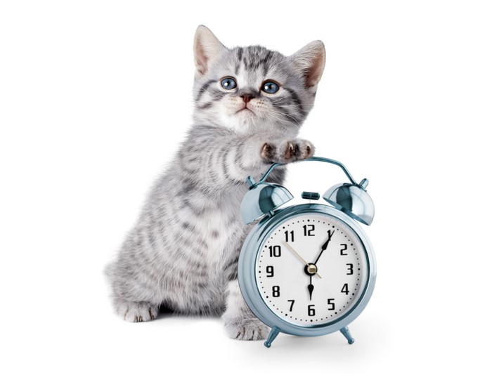 Kitten with a blue alarm clock