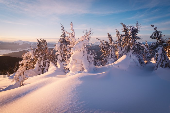 Snow-covered spruce trees on a mountain at sunrise