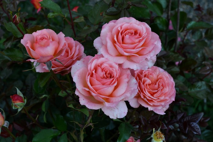 Pink roses in bloom