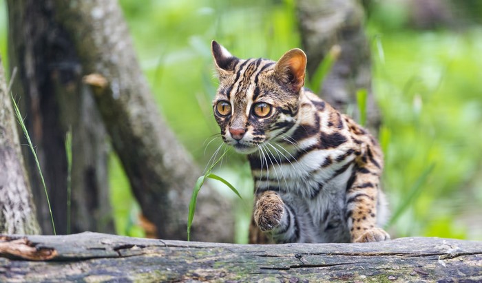 Leopard cat sitting on a log