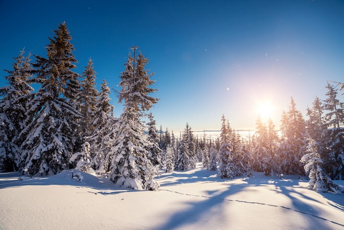 Winter forest with snow-covered spruce trees and sun