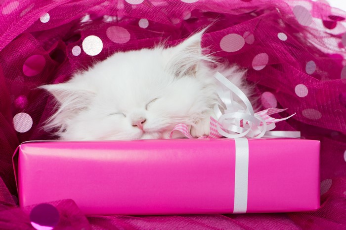White kitten sleeping on a pink gift