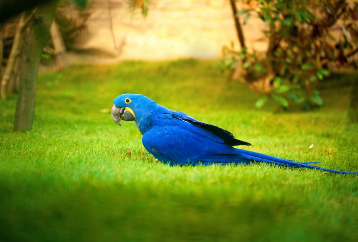 Blue Hyacinth Macaw Parrot on Grass