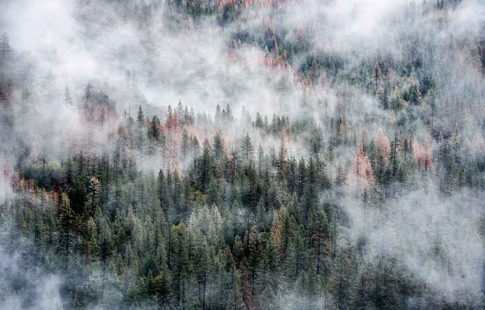 Yosemite National Park Forest in Fog
