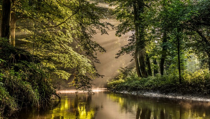 Sunbeams through trees over a river in Bekendelle, Netherlands