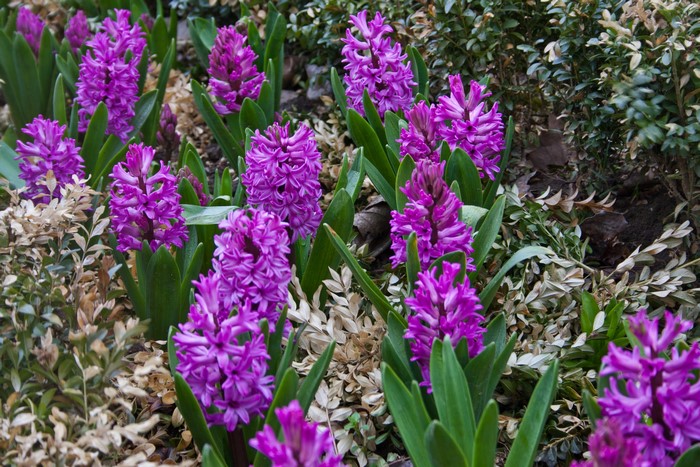 Purple Hyacinths blooming in a garden bed