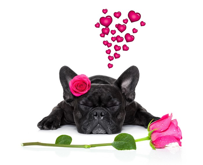 Black French Bulldog with Pink Rose and Hearts