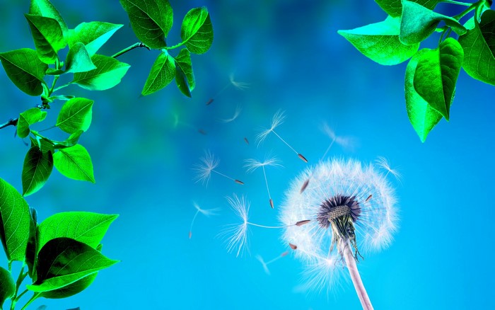 Dandelion seeds blowing in the wind with green leaves