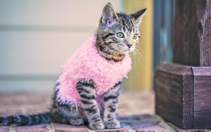 Tabby kitten wearing a pink fluffy sweater