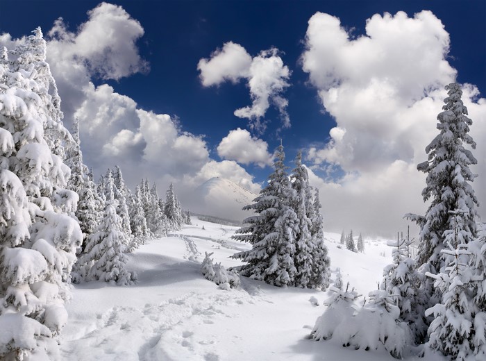 Winter landscape with snow-covered spruce trees and clouds