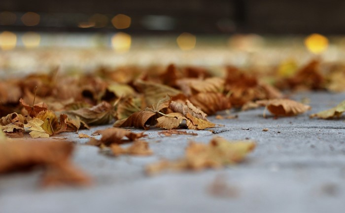 Fallen autumn leaves on pavement
