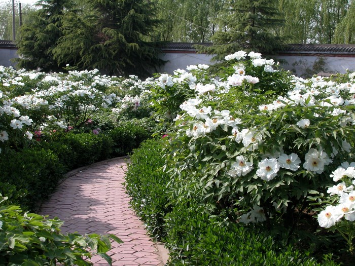 Garden path lined with white peonies and green shrubs