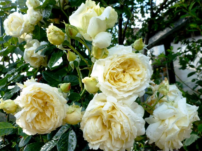 White roses with buds in a garden