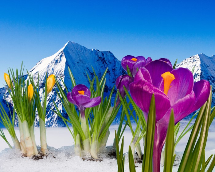 Crocuses blooming in snow with mountains