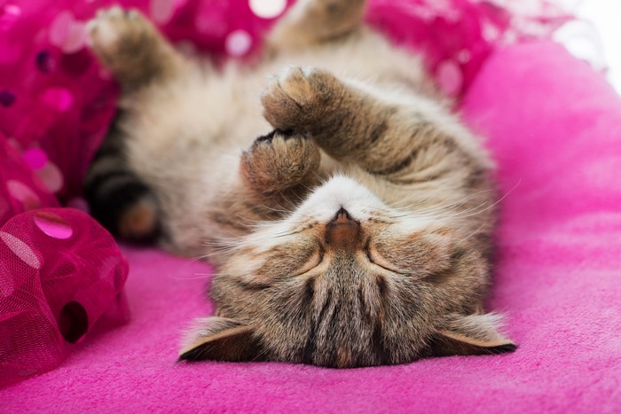 Kitten sleeping on pink blanket