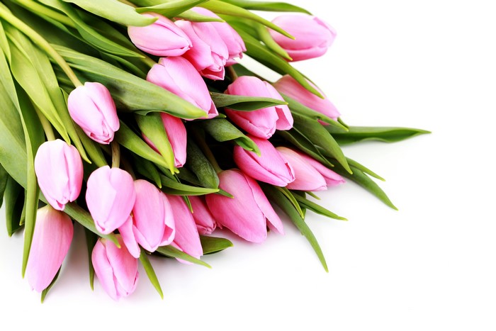 Pink Tulips