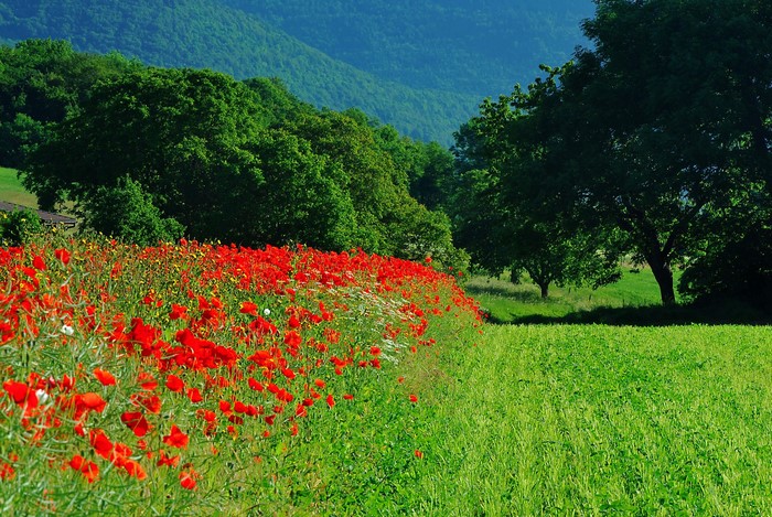 Field of red poppies with green hills and trees