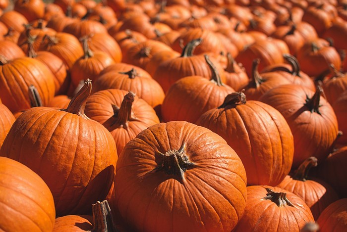 A field of pumpkins