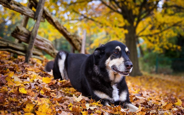 Dog lying in autumn leaves near wooden fence