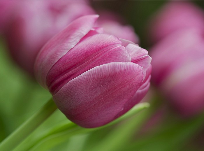 Pink Tulips Closeup