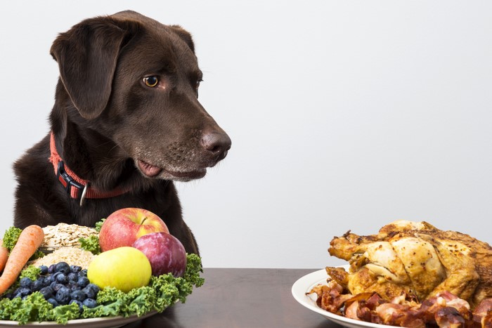Chocolate Labrador Retriever Dog Looks at Roast Chicken and Healthy Food