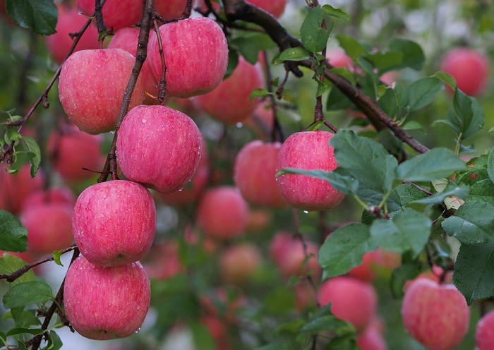 Red apples with water droplets on branches