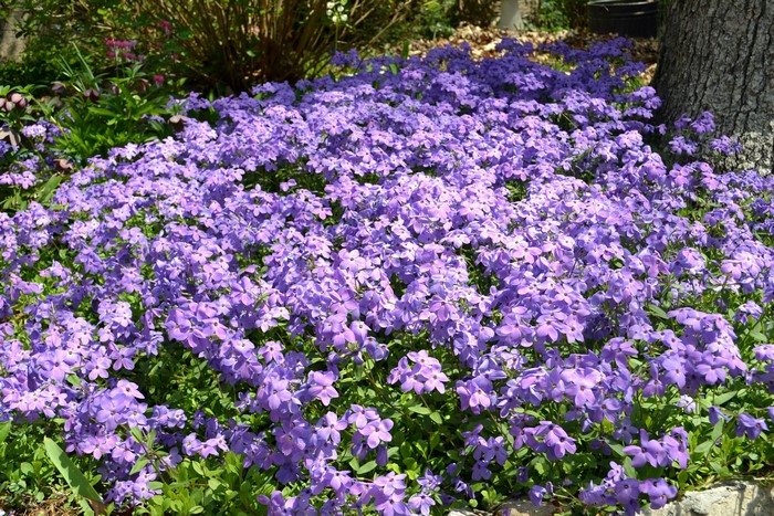 Many Violet Phlox Flowers