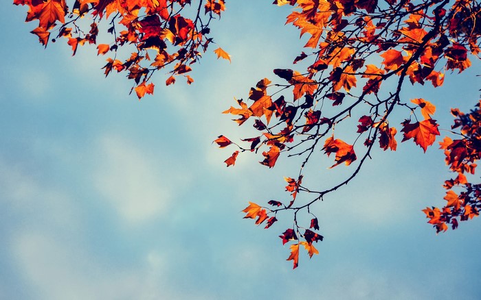Autumn leaves on branches against a blue sky