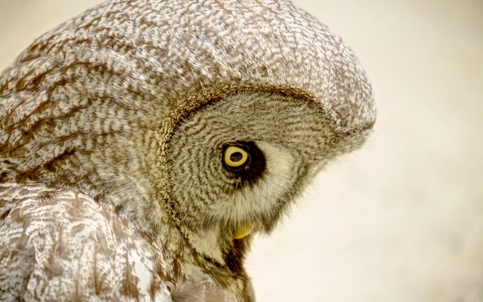 Close-up of a Great Grey Owl's head and feathers