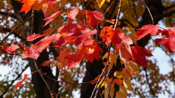 Autumn Foliage on Branches