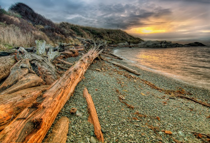 Driftwood on a rocky beach at sunset, South Victoria, Canada
