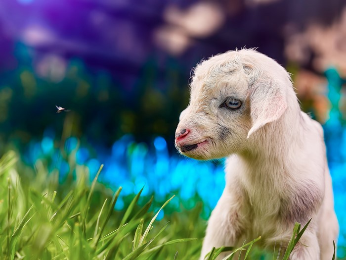 Baby goat in grass with a fly