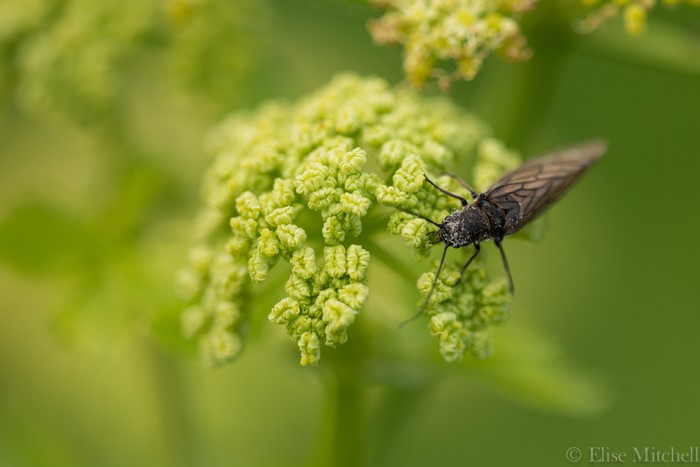 Sialis lutaria insect on Smyrnium olusatrum flower