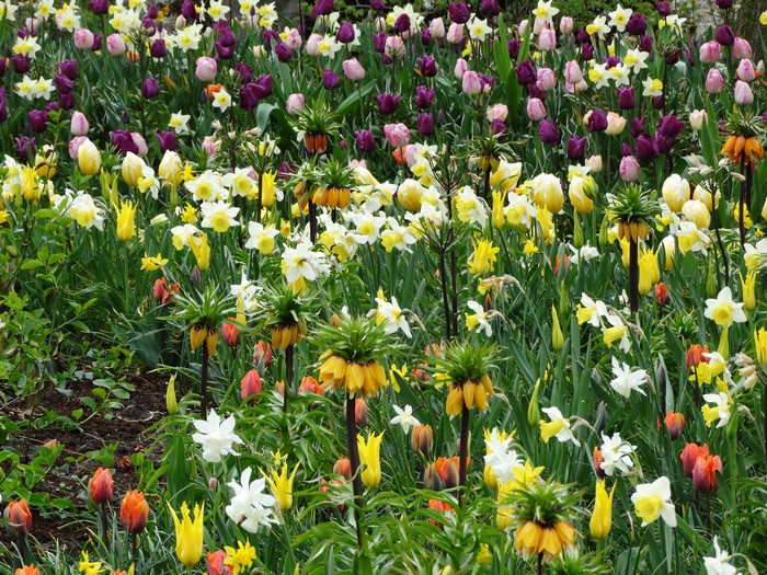 Field of Tulips, Daffodils, and Fritillaria Flowers