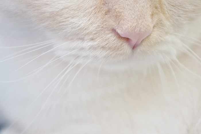 Closeup of a Cat's Nose and Whiskers