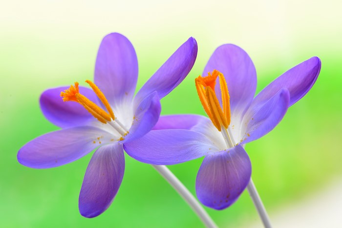 Two Violet Crocuses Closeup