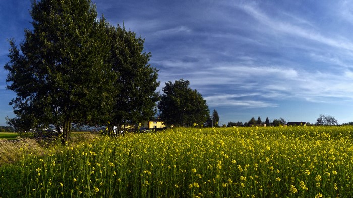 Field of yellow flowers with trees and blue sky