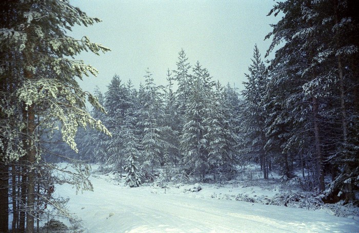 Snowy forest road with pine trees