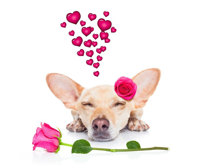 Chihuahua with Rose and Hearts