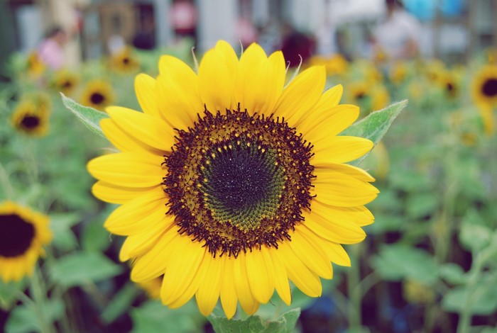 Close-up of a sunflower in a field