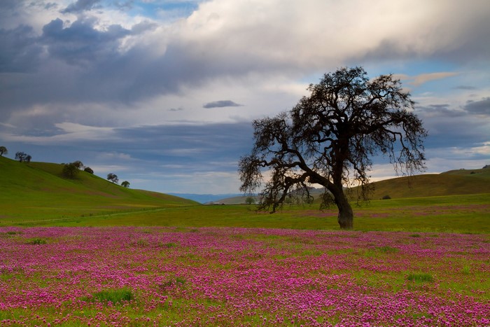 Field of pink flowers with a large tree and rolling hills